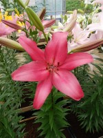 [4100 Purple Diamond DJ No02.JPG]